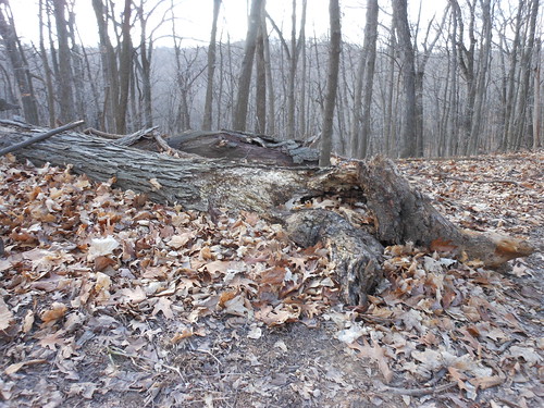 Fallen Log