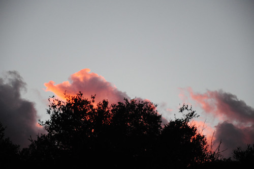 39/365: Rosé Clouds by doglington