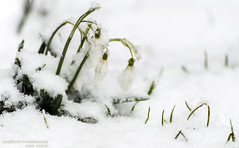 〖】〖  Winter • Schnee Schneekristall snow crystal