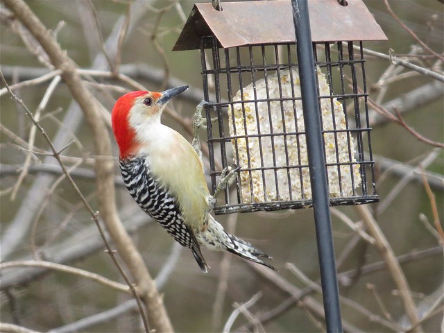 Red-bellied Woodpecker in Normal, IL