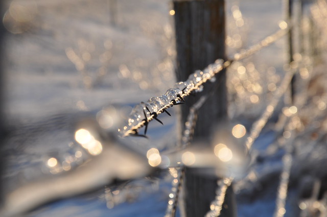 ice on barbed wire