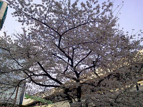 大宮アルシェビル前の桜