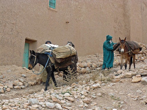 Cargando las mulas en Ait-Hani, pueblo bereber del Atlas Medio (Marruecos)