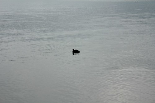 Lago di Bolsena:papera