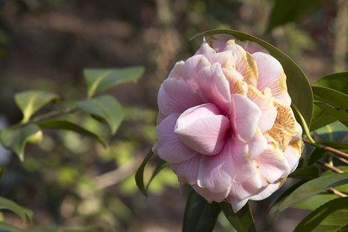 Camelia Japonica 'Diddy's Pink Organdie' by bahayla