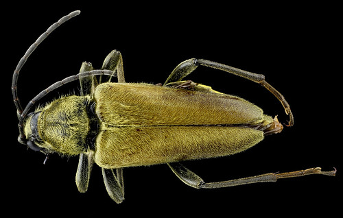 Lepturinae?, Beetle_2013-02-21-14.04.06 ZS PMax