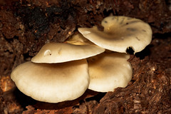 Federal Pass Fungi