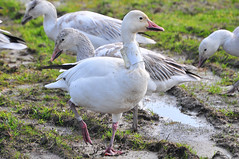 Snow Geese - Tracking Collar