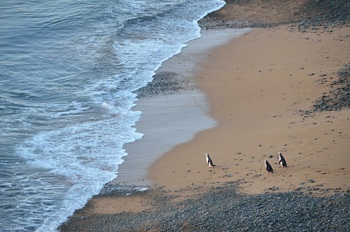 Three penguins by kewl