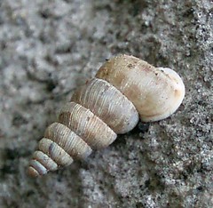 Cochlostomatidae