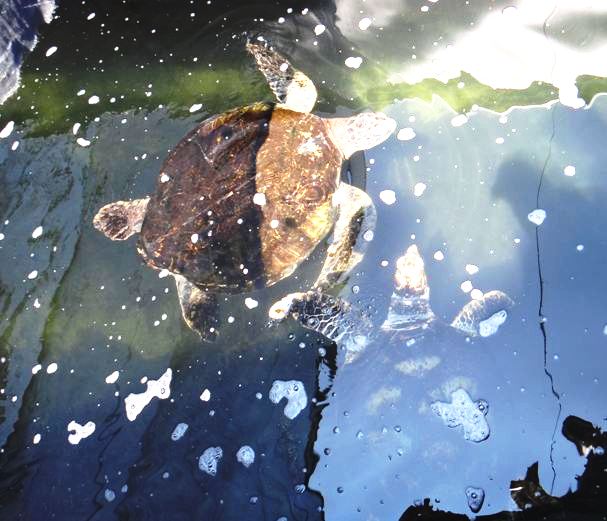 猜猜誰是玳瑁，誰是綠蠵龜？(左綠蠵龜，右為玳瑁)。圖片攝影：郭芙