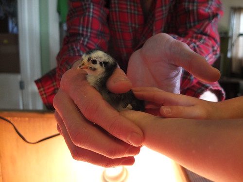 holding the chicks