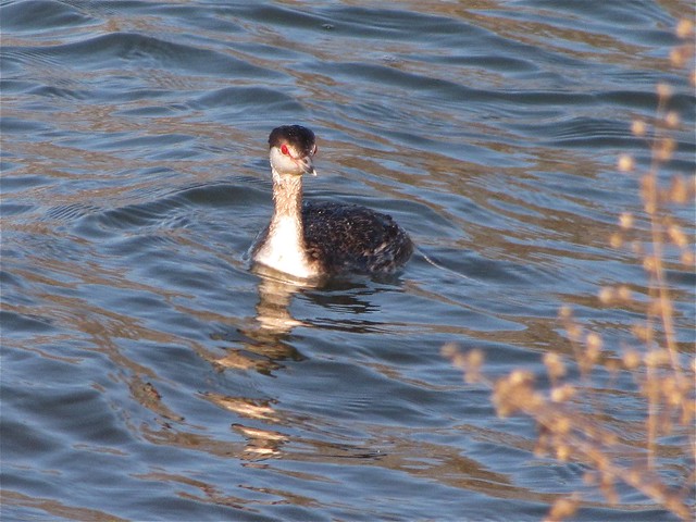 Horned Grebe at Evergreen Lake in McLean County, IL