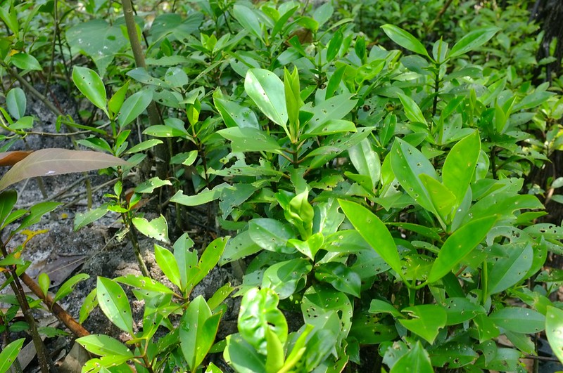 Mangrove 18