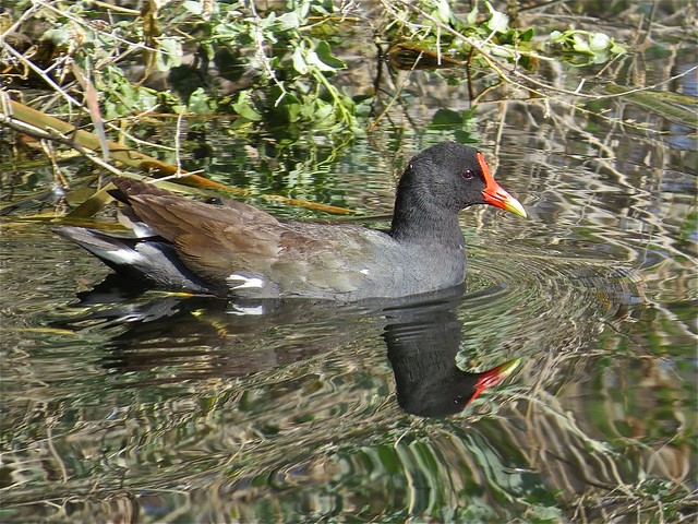 Common Gallinule at Sweetwater Wetlands in Tuscon, AZ 01