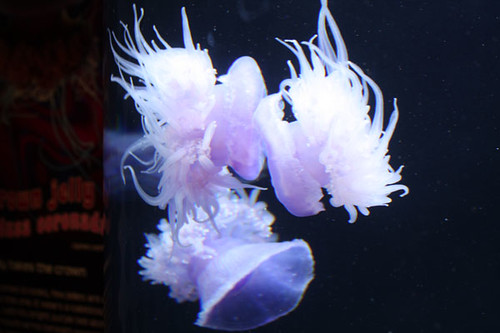Crown Jelly Fish