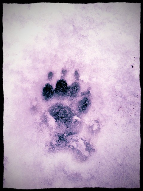 Badger prints in the snow