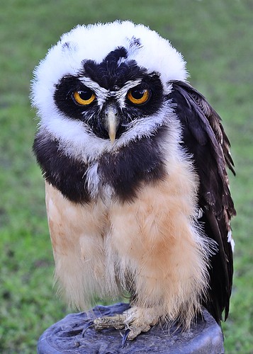 Spectacled Owl by birbee