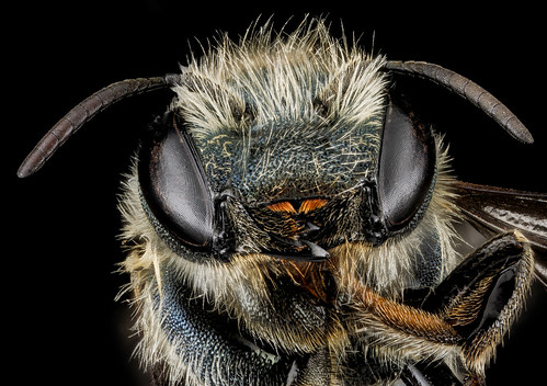 Osmia sandersoneae, F, face, Tennessee, Blount County_2013-02-01-15.42.20 ZS PMax