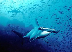 哥斯大黎加Cocos島的雙髻鯊。(攝影：Barry Peters)