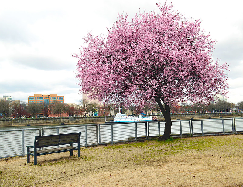 Riverside Cherry Blossom