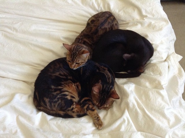 Cuddle Puddle of Bengals and a Havana Brown!