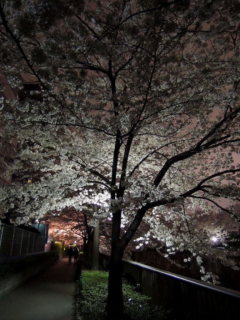 Cherry Blossoms in the Night