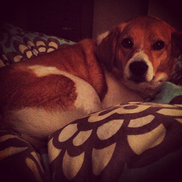 There is a cute girl in my bed #beagle