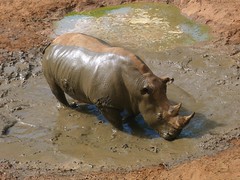 Rhinoceros Mud Bath