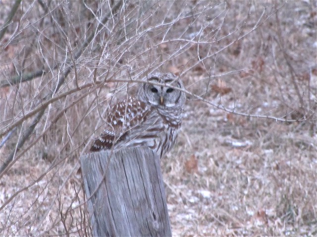 Barred Owl at Evergreen Lake in Woodford County, IL