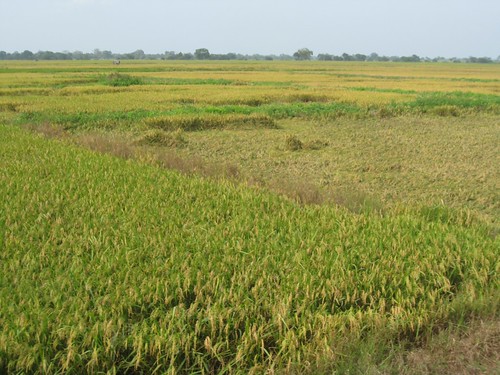 Rice in the South by Plant Design Online