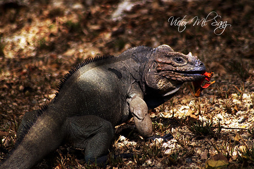 Iguana de Ricord by Victor Ml.Sanz
