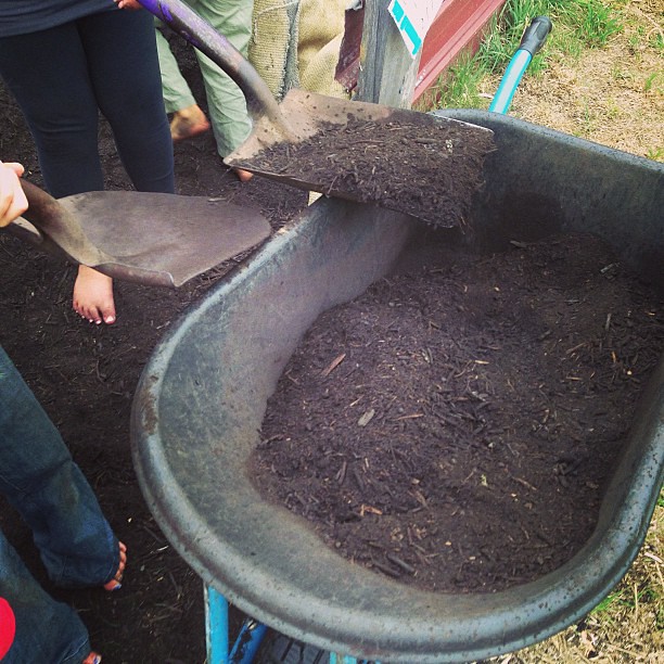 Filling the wheelbarrow - again! #coop #unschooling #naturallearning #gardening #neighbourhoodgarden
