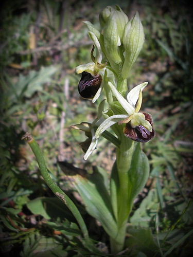 Ophrys sph. 150510 1