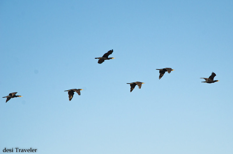 cormorants in flight in Hyderabad India