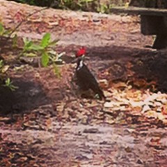 Redheaded Woodpecker on #AdventureZ #outdoors from our #homeschool week