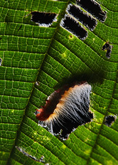 Caterpillars (Ecuador)