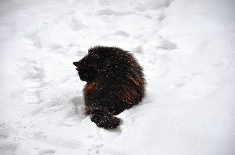 Nera in the snow