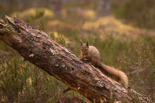 Red Squirrel 13