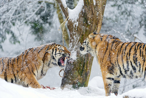 Argument between daugter and mother by Tambako the Jaguar