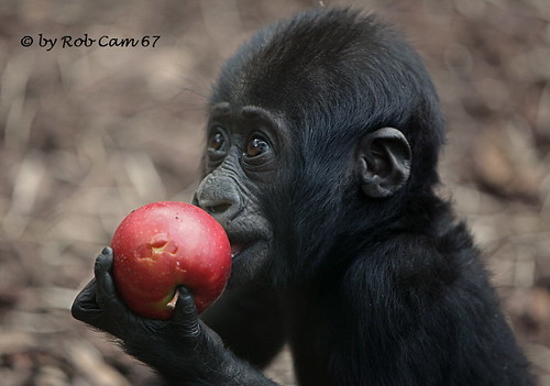 Gorilla Sawa by Rob Cam 67