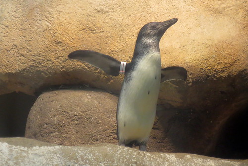 new penguin chick at the Cal Academy