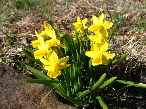 Spring! Daffodils