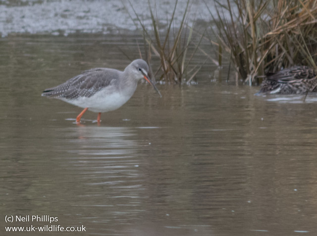 spotted redshank cropped Pentax Q + 300mm