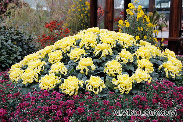 Chrysanthemums flower bed 