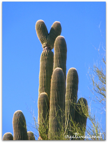 heart saguaro
