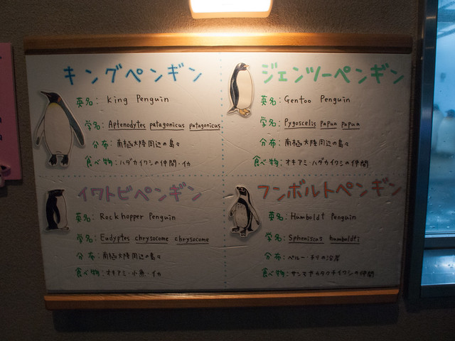 4 types of penguins