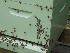 Honeybees & Beekeeping