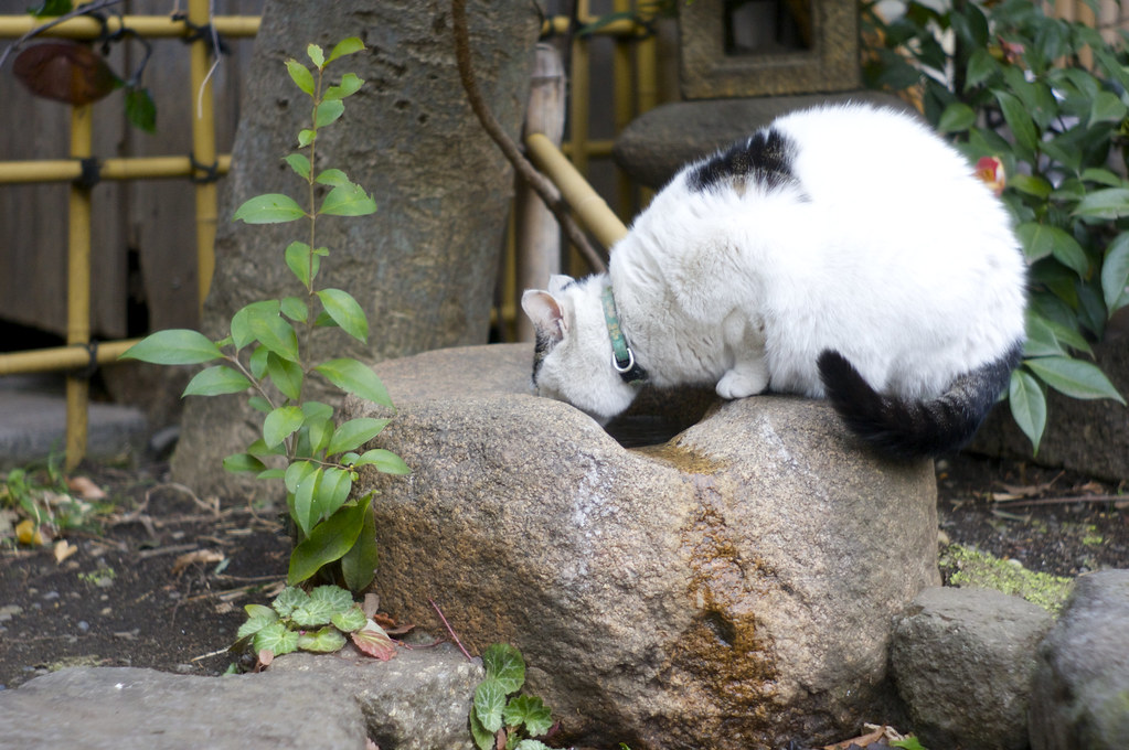 富岡八幡宮の猫
