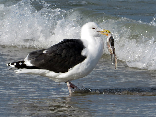 Great Black-backed Gull with fish scraps